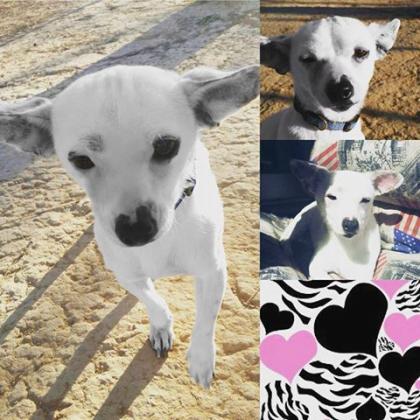 Maxcotea | Foto de Nano - Perro, Raza: Chihuahua
 | Maxcotea, Adopción de mascotas. Adopción de perros. Adopción de gatos.