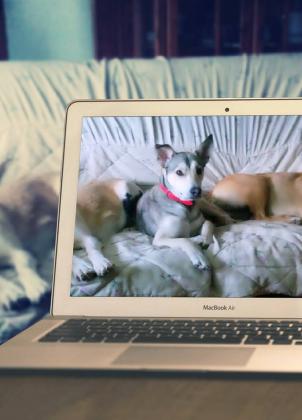 Maxcotea | Foto de Nayra - Perro, Raza: Husky Siberiano
 | Maxcotea, Adopción de mascotas. Adopción de perros. Adopción de gatos.