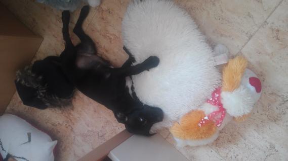 Maxcotea | Foto de Perla - Perro, Raza: Otro | Maxcotea, Adopción de mascotas. Adopción de perros. Adopción de gatos.