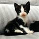 Maxcotea | Foto de Hydrus - Gato, Raza: Gato común europeo | Hydrus | Maxcotea, Adopción de mascotas. Adopción de perros. Adopción de gatos.