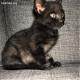 Maxcotea | Foto de Caelum - Gato, Raza: Gato común europeo | Caelum | Maxcotea, Adopción de mascotas. Adopción de perros. Adopción de gatos.