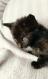 Maxcotea | Foto de Caelum - Gato, Raza: Gato común europeo | Caelum | Maxcotea, Adopción de mascotas. Adopción de perros. Adopción de gatos.