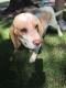 Maxcotea | Foto de Nova - Perro, Raza: Beagle
 | Album de Nova | Maxcotea, Adopción de mascotas. Adopción de perros. Adopción de gatos.