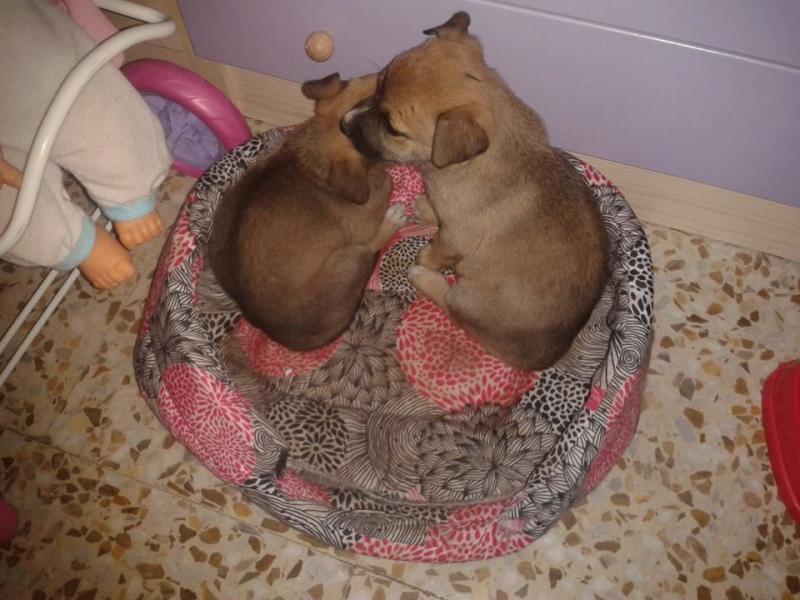 Maxcotea | Foto de NUCA - Perro, Raza: Otro | Nuca en adopcion | Maxcotea, Adopción de mascotas. Adopción de perros. Adopción de gatos.