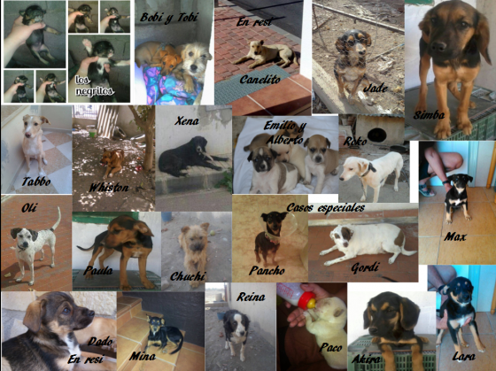 Maxcotea | Foto del maxcotero distanciaanimal | Maxcotea, Adopción de mascotas. Adopción de perros. Adopción de gatos.