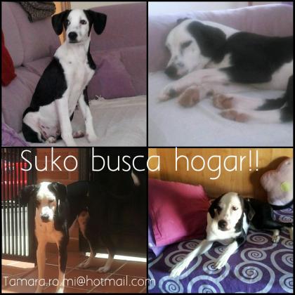 Maxcotea | Foto de Suko - Perro, Raza: Otro | Maxcotea, Adopción de mascotas. Adopción de perros. Adopción de gatos.