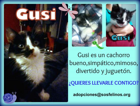 Maxcotea | Foto de Gusi - Gato, Raza: Gato común europeo | Gusi en adopción | Maxcotea, Adopción de mascotas. Adopción de perros. Adopción de gatos.