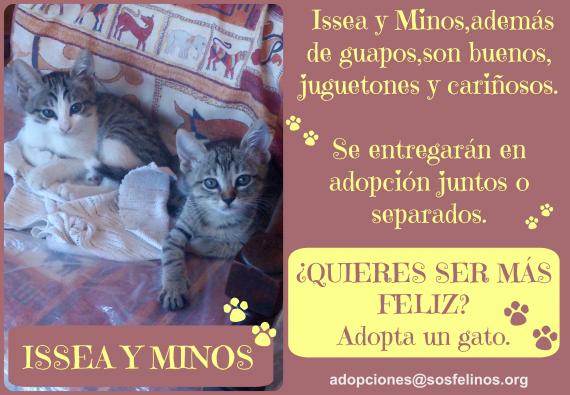Maxcotea | Foto de Issea y Minos - Gato, Raza: Gato común europeo | Issea y Minos | Maxcotea, Adopción de mascotas. Adopción de perros. Adopción de gatos.