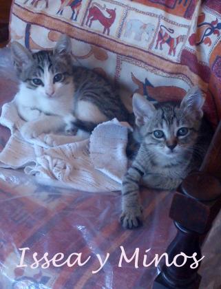 Maxcotea | Foto de Issea y Minos - Gato, Raza: Gato común europeo | Maxcotea, Adopción de mascotas. Adopción de perros. Adopción de gatos.