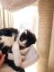 Maxcotea | Foto de LAZY nacimiento Mayo 2018 - Gato, Raza: Gato común europeo | LAZY nacimiento Mayo 2018 | Maxcotea, Adopción de mascotas. Adopción de perros. Adopción de gatos.