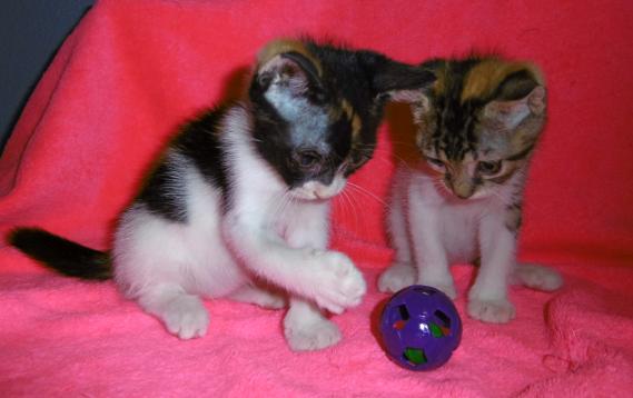 Maxcotea | Foto de NIULA y MASAE - Gato, Raza: Gato común europeo | NIULA y MASAE | Maxcotea, Adopción de mascotas. Adopción de perros. Adopción de gatos.