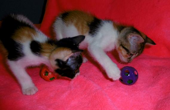 Maxcotea | Foto de NIULA y MASAE - Gato, Raza: Gato común europeo | Maxcotea, Adopción de mascotas. Adopción de perros. Adopción de gatos.