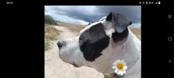 Maxcotea | Foto de Coba - Perro, Raza: American Staffordshire | Maxcotea, Adopción de mascotas. Adopción de perros. Adopción de gatos.