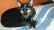 Maxcotea | Foto de Athos - Gato, Raza: Bombay
 | Athos | Maxcotea, Adopción de mascotas. Adopción de perros. Adopción de gatos.
