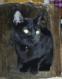 Maxcotea | Foto de Athos - Gato, Raza: Bombay
 | Athos | Maxcotea, Adopción de mascotas. Adopción de perros. Adopción de gatos.