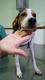 Maxcotea | Foto de Tobby - Perro, Raza: Beagle
 | Tobby | Maxcotea, Adopción de mascotas. Adopción de perros. Adopción de gatos.