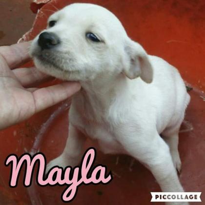 Maxcotea | Foto de Mayla - Perro, Raza: Otro | Mayla | Maxcotea, Adopción de mascotas. Adopción de perros. Adopción de gatos.