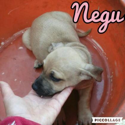 Maxcotea | Foto de Negu - Perro, Raza: Otro | fotos de Negu | Maxcotea, Adopción de mascotas. Adopción de perros. Adopción de gatos.