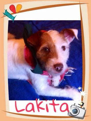 Maxcotea | Foto de Lakita - Perro, Raza: Jack Russell Terrier
 | Lakita | Maxcotea, Adopción de mascotas. Adopción de perros. Adopción de gatos.