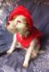 Maxcotea | Foto de Lakita - Perro, Raza: Jack Russell Terrier
 | Lakita | Maxcotea, Adopción de mascotas. Adopción de perros. Adopción de gatos.