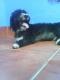 Maxcotea | Foto de Toro - Perro, Raza: Perro De Agua Espanol
 | Toro en adopcion | Maxcotea, Adopción de mascotas. Adopción de perros. Adopción de gatos.