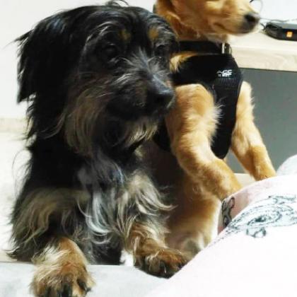 Maxcotea | Foto de Pepito - Perro, Raza: Yorkshire terrier
 | Maxcotea, Adopción de mascotas. Adopción de perros. Adopción de gatos.