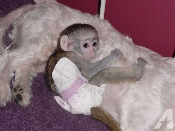 Maxcotea | Foto de Monos Capuchinos - Otro, Raza: Otro | Maxcotea, Adopción de mascotas. Adopción de perros. Adopción de gatos.