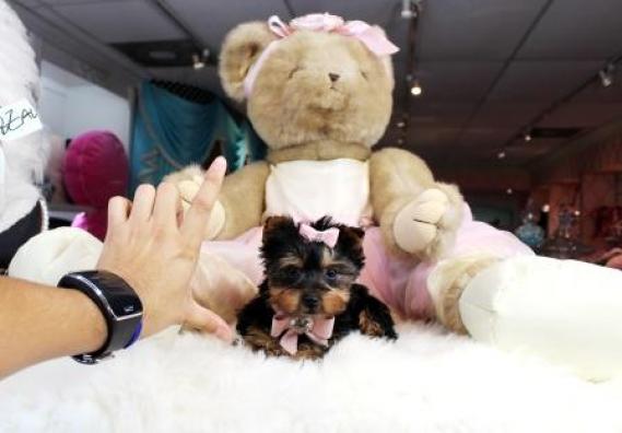 Maxcotea | Foto de Yorkshire - Perro, Raza: Yorkshire terrier | Maxcotea, Adopción de mascotas. Adopción de perros. Adopción de gatos.