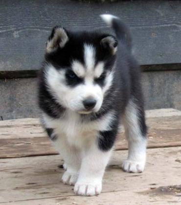 Maxcotea | Foto de husky siberiano - Perro, Raza: Husky Siberiano | Maxcotea, Adopción de mascotas. Adopción de perros. Adopción de gatos.