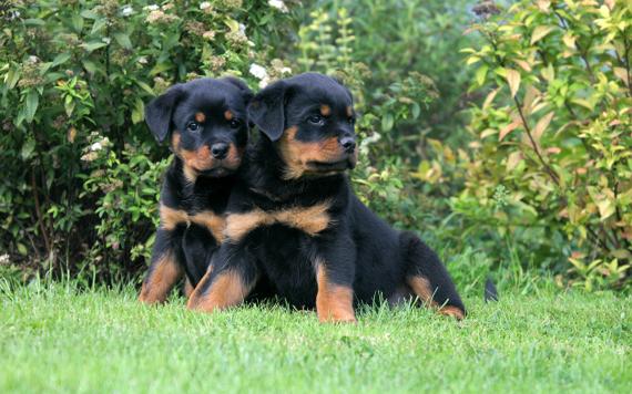 Maxcotea | Foto de cachorros Rottweiler - Perro, Raza: Rottweiler | Maxcotea, Adopción de mascotas. Adopción de perros. Adopción de gatos.