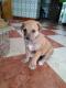 Maxcotea | Foto de Sansa - Perro, Raza: Labrador Retriever
 | Sansa | Maxcotea, Adopción de mascotas. Adopción de perros. Adopción de gatos.