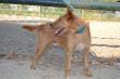Maxcotea | Foto de Sonajero - Perro, Raza: Podenco Canario
 | 26/06/2014 | Maxcotea, Adopción de mascotas. Adopción de perros. Adopción de gatos.