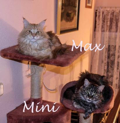Maxcotea | Foto de Max y Mini - Gato, Raza: Maine Coon
 | Maxcotea, Adopción de mascotas. Adopción de perros. Adopción de gatos.