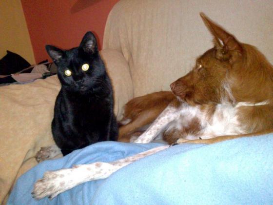 Maxcotea | Foto de BLACKY - Gato, Raza: Abisinio
 | Maxcotea, Adopción de mascotas. Adopción de perros. Adopción de gatos.