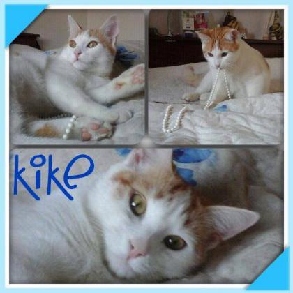 Maxcotea | Foto de kike - Gato, Raza: Abisinio
 | Maxcotea, Adopción de mascotas. Adopción de perros. Adopción de gatos.