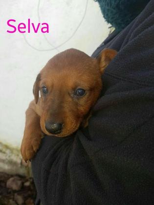 Maxcotea | Foto de SELVA - Perro, Raza: Affenpinscher
 | SELVA | Maxcotea, Adopción de mascotas. Adopción de perros. Adopción de gatos.