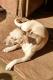 Maxcotea | Foto de Blanca - Perro, Raza: Otro | Blanca | Maxcotea, Adopción de mascotas. Adopción de perros. Adopción de gatos.