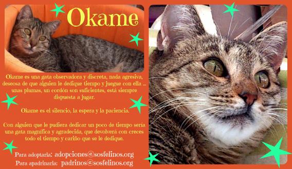 Maxcotea | Foto de Okame - Gato, Raza: Gato común europeo | Okame en adopción | Maxcotea, Adopción de mascotas. Adopción de perros. Adopción de gatos.