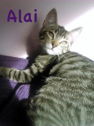 Maxcotea | Foto de Alai - Gato, Raza: Gato común europeo | Maxcotea, Adopción de mascotas. Adopción de perros. Adopción de gatos.