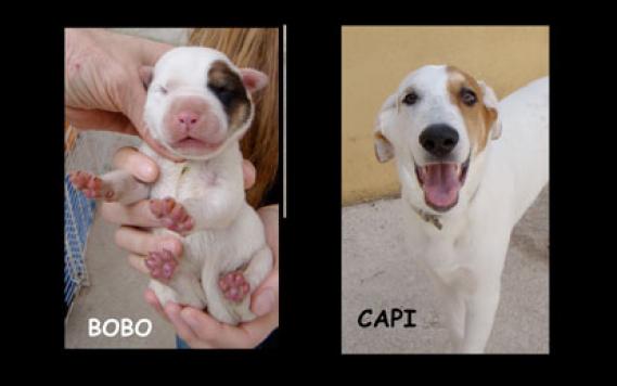 Maxcotea | Foto de CAPITAN - Perro, Raza: Otro | Maxcotea, Adopción de mascotas. Adopción de perros. Adopción de gatos.