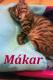 Maxcotea | Foto de Mákar - Gato, Raza: Gato común europeo | Mákar en adopción | Maxcotea, Adopción de mascotas. Adopción de perros. Adopción de gatos.