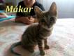 Maxcotea | Foto de Mákar - Gato, Raza: Gato común europeo | Mákar en adopción | Maxcotea, Adopción de mascotas. Adopción de perros. Adopción de gatos.