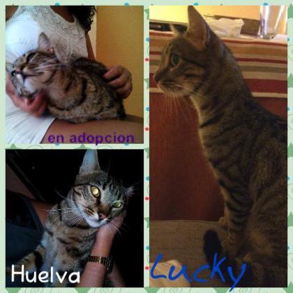 Maxcotea | Foto de Lucky - Gato, Raza: Gato común europeo | Lucky, gatito sin suerte busca hogar | Maxcotea, Adopción de mascotas. Adopción de perros. Adopción de gatos.