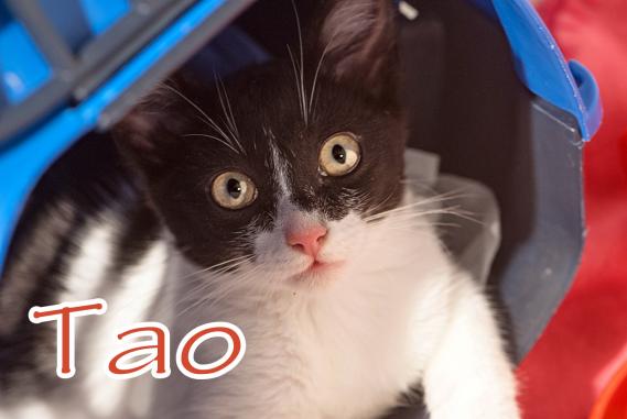 Maxcotea | Foto de Tao - Gato, Raza: Gato común europeo | Maxcotea, Adopción de mascotas. Adopción de perros. Adopción de gatos.