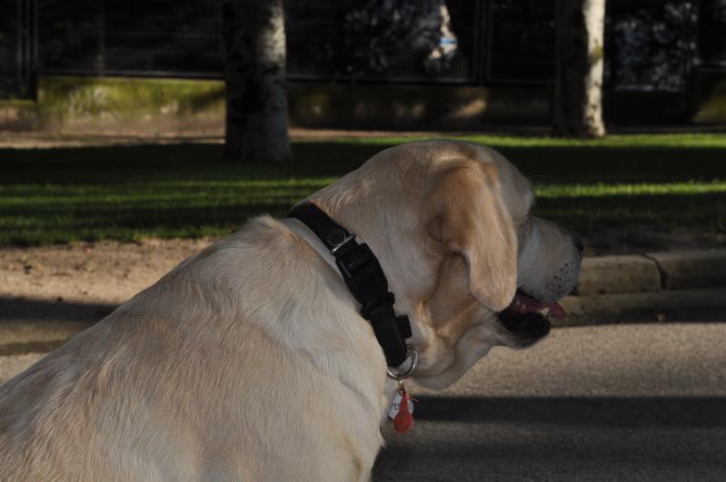Maxcotea | Foto de Yuta - Perro, Raza: Labrador Retriever | De paseo | Maxcotea, Adopción de mascotas. Adopción de perros. Adopción de gatos.