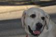 Maxcotea | Foto de Yuta - Perro, Raza: Labrador Retriever | De paseo | Maxcotea, Adopción de mascotas. Adopción de perros. Adopción de gatos.
