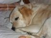 Maxcotea | Foto de Yuta - Perro, Raza: Labrador Retriever | Durmiendo la siesta | Maxcotea, Adopción de mascotas. Adopción de perros. Adopción de gatos.