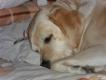 Maxcotea | Foto de Yuta - Perro, Raza: Labrador Retriever | Durmiendo la siesta | Maxcotea, Adopción de mascotas. Adopción de perros. Adopción de gatos.