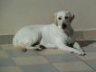 Maxcotea | Foto de Pepa - Perro, Raza: Labrador Retriever
 | Pepa en Tenerife | Maxcotea, Adopción de mascotas. Adopción de perros. Adopción de gatos.