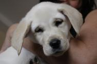 Maxcotea | Foto de Pepa - Perro, Raza: Labrador Retriever
 | Maxcotea, Adopción de mascotas. Adopción de perros. Adopción de gatos.